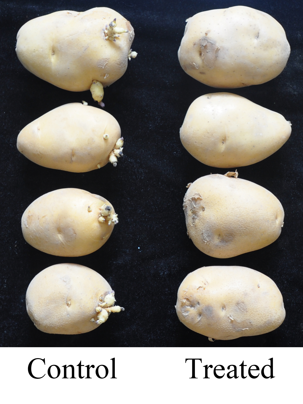 1-MCP對(duì)各種果蔬使用效果對(duì)照